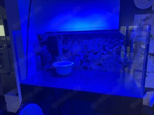 Meerwasseraquarium  Bild 4