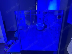 Meerwasseraquarium  Bild 3