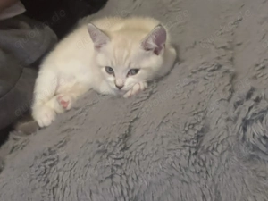 Britisch Kurzhaar Katzen