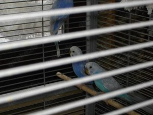 Verkaufe 4 junge Wellensittiche