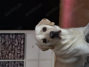 Liebevolles zuhause gesucht 