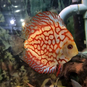 Diskus sucht ein Zuhause