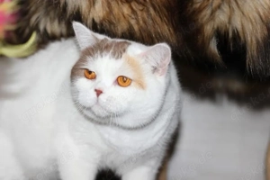 Wunderschöne BKH Dame