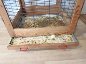 Amazonenpapagei, 6 Jahre, mit großem Käfig (74x74x170 cm) inkl. Zubehör