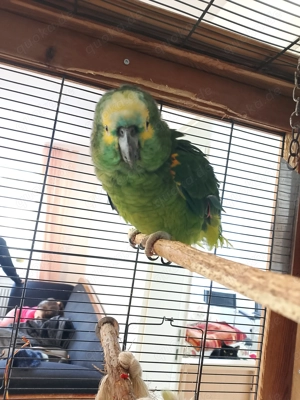 Amazonenpapagei, 6 Jahre, mit großem Käfig (74x74x170 cm) inkl. Zubehör