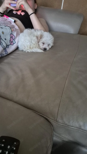 hundemadchen Malteser 