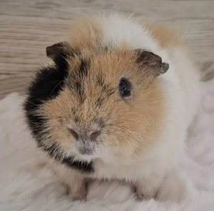 2 Teddy Meerschweinchen Böckchen (Nur zusammen abzugeben)