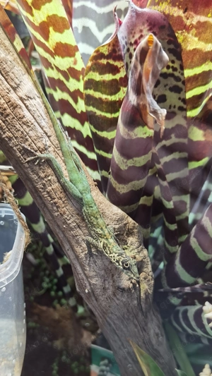 Anolis roquet roquet mit Exo Terra