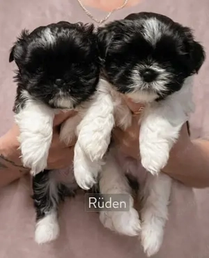 Welpen Shih Tzu 