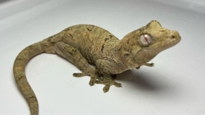 Mniarogekko chahoua Flechtengecko