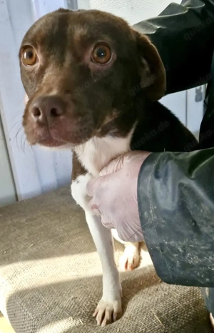 Super sanfte Traumhündin Malaika