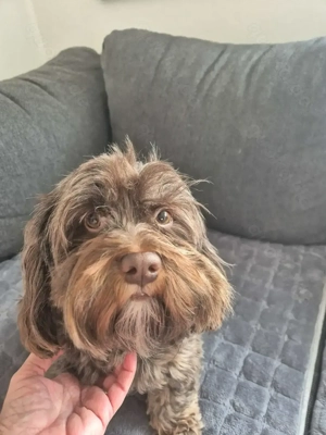 Deckrüde Havaneser 4 Jahre alt