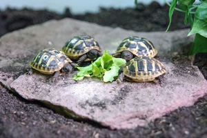 Griechische Landschildkröten 
