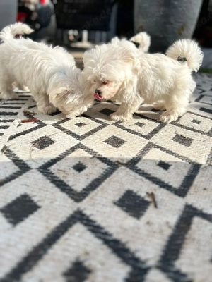 malteser welpen reinrassig abgabebereit 