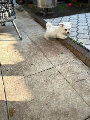 malteser welpen reinrassig abgabebereit 