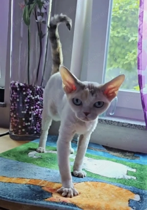 Ein zauberhaftes, blauäugiges Prinzesschen sucht ein liebevolles Zuhause für immer!