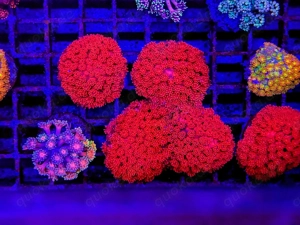 LPS, SPS,Korallen,Ableger,holy grail 24k, golden torch,Euphyllia,NY knicks. 