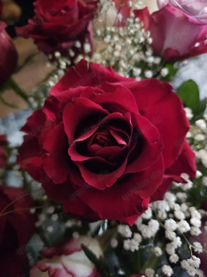 suche Mailfreundschaft mit einer Frau 