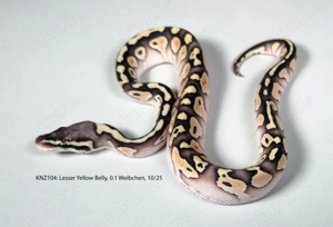 Königspython Python regius Nachzuchten 2025 Lesser, Champagne, Pastel