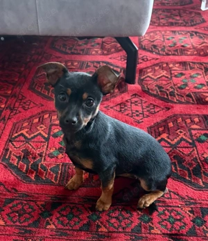 Russkiy Toy Welpen (nur noch Hündin da)!