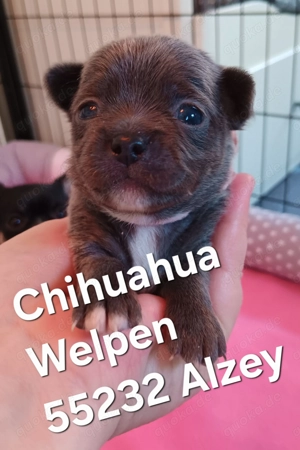 Chihuahua Welpen Kurzhaar 