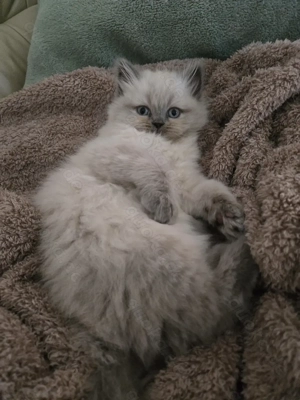 Colourpoint Perser Kätzchen 