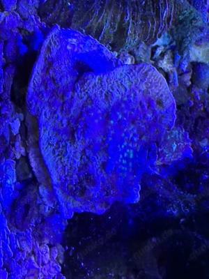 Montipora auf Ablegerstein