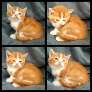 Bkh Blh Reinrassig Top Farben