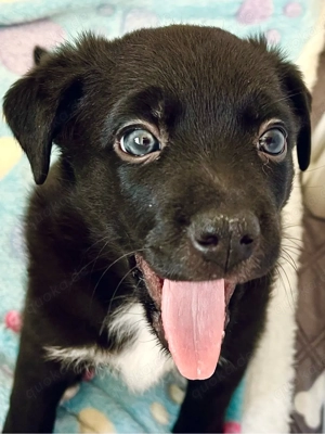 Therapiehundelinie Mini (Toy) Australian Shepherd Mix
