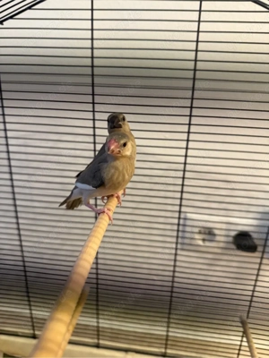 Reisfinken Familie- Ein Zuchtpaar und 3 Jungtiere