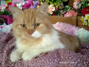 Extralieber traumhaft schöner rot gestromter(!) Angora-Welpenkater mit weißen Abzeichen zu vergeben!