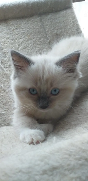 Prachtige Ragdoll-kittens beschikbaar