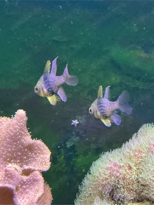 2 Stück Pyjama-Kardinalbarsche