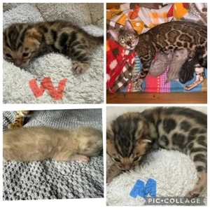 Reinrassige Bengal kitten Braun Tebby oder Snow Mink 