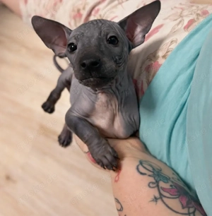 American Hairless Terrier aus Premiumzucht