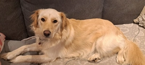 *ELLA* - eine ruhige, soziale und verkuschelte Hündin mit Jagdtrieb