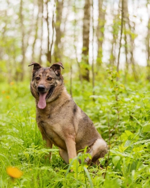 Hübscher Mickey braucht liebe