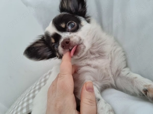 Kleiner Chihuahua Welpe