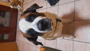 4 jähriger Bernhardiner Mix Rüde sucht ein neues Zuhause 