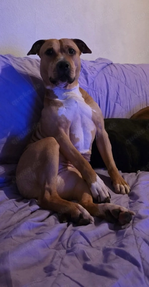 Nala sucht ihr Zuhause 