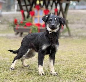 Welpe *KORA* - ein liebes, freundliches, verschmustes und temperamentvolles Welpenmädchen