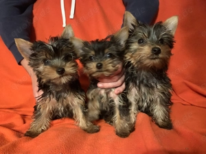Yorkshire Terrier Welpen 