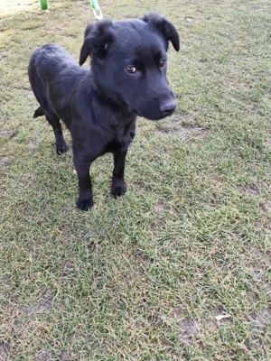 Welpe *KORO* Ich bin lieb, freundlich und temperamentvoll