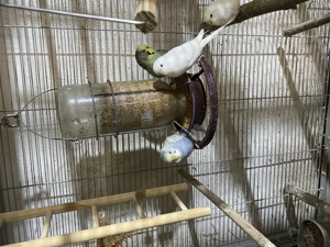 Wellensittiche abzugeben  Bild 2