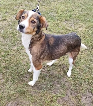 *MAYA* - eine liebe und zutrauliche Hündin, die die Menschennähe liebt