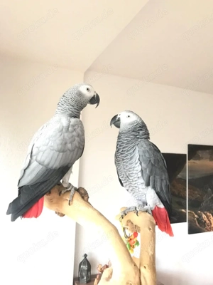 Wunderschöne Papageien j