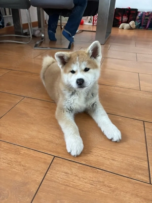 Akita Inu Welpen