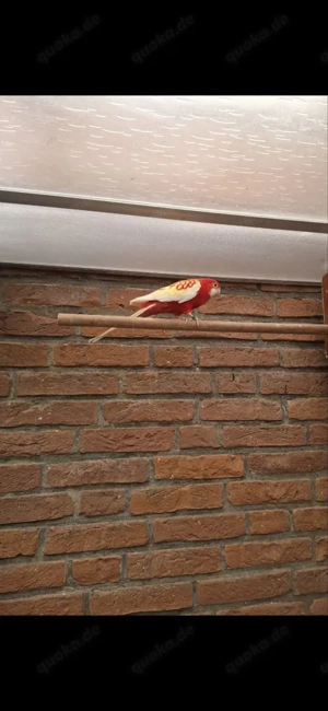 Rosela rubin  papagei