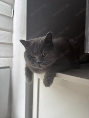 BKH katze 