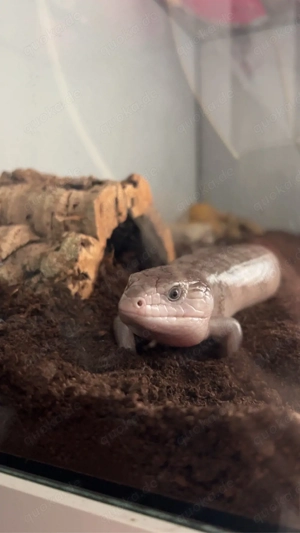 Blauzungenskink 1.0 (+Terrarium)
